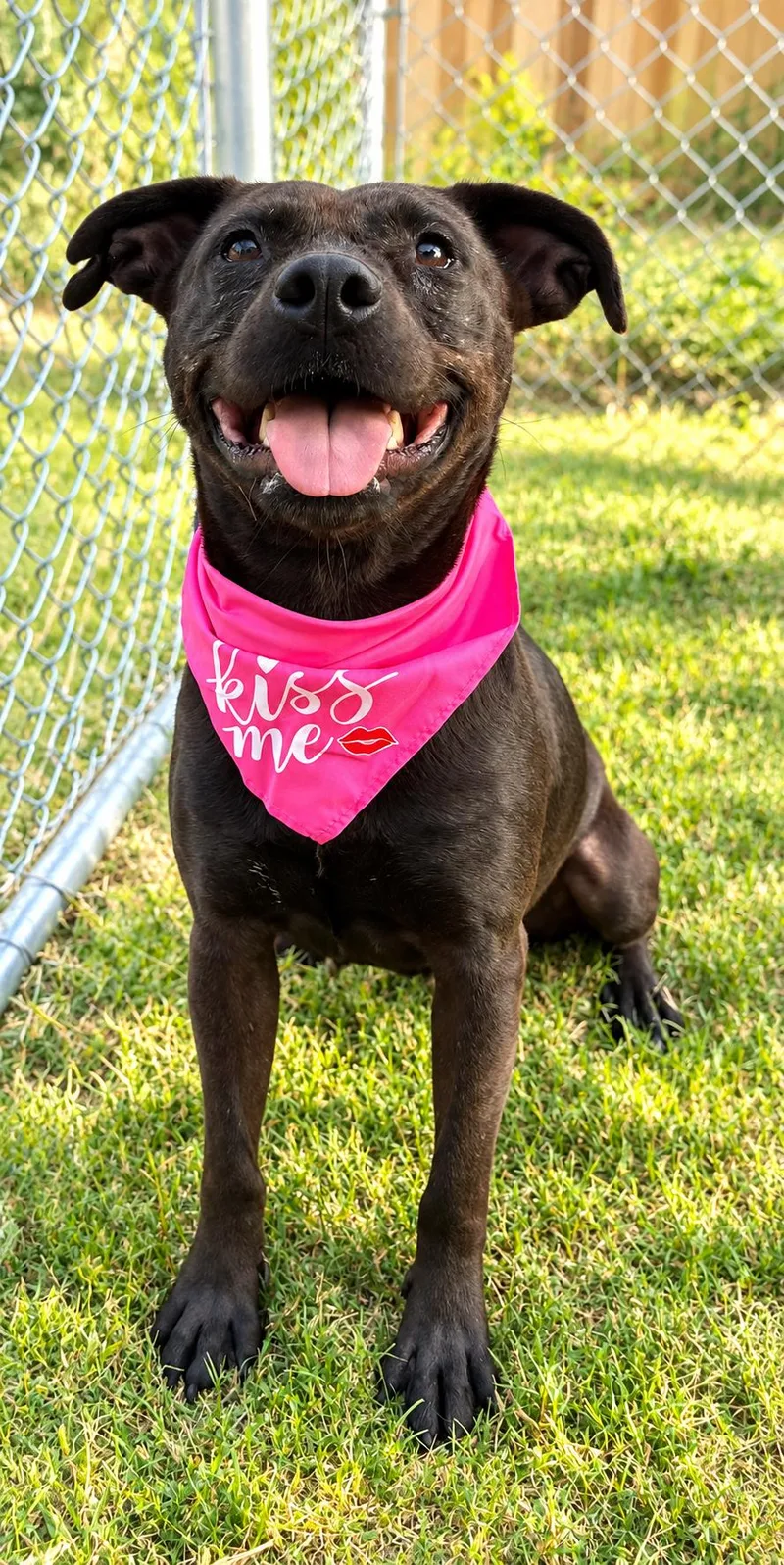 A young medium-sized female Bicolor American Staffordshire Terrier dog named Grace for adoption in Humble, TX
