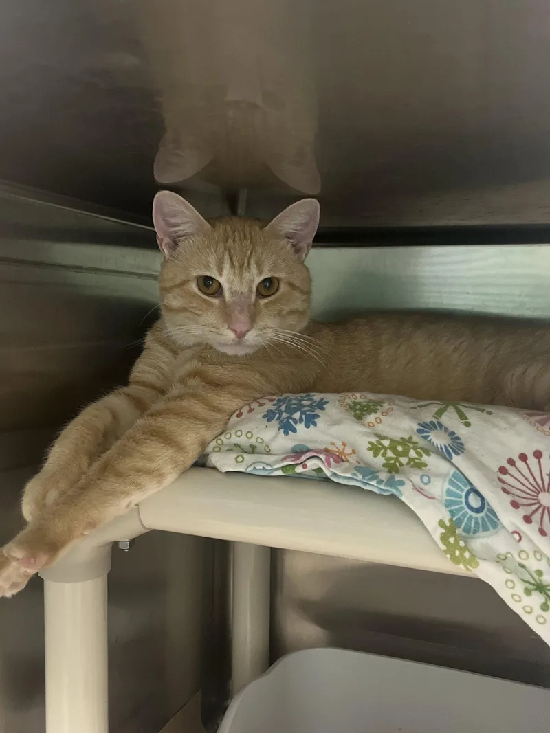 An adult medium-sized male Orange & White Domestic Short Hair cat named Mac for adoption in Trenton, NJ