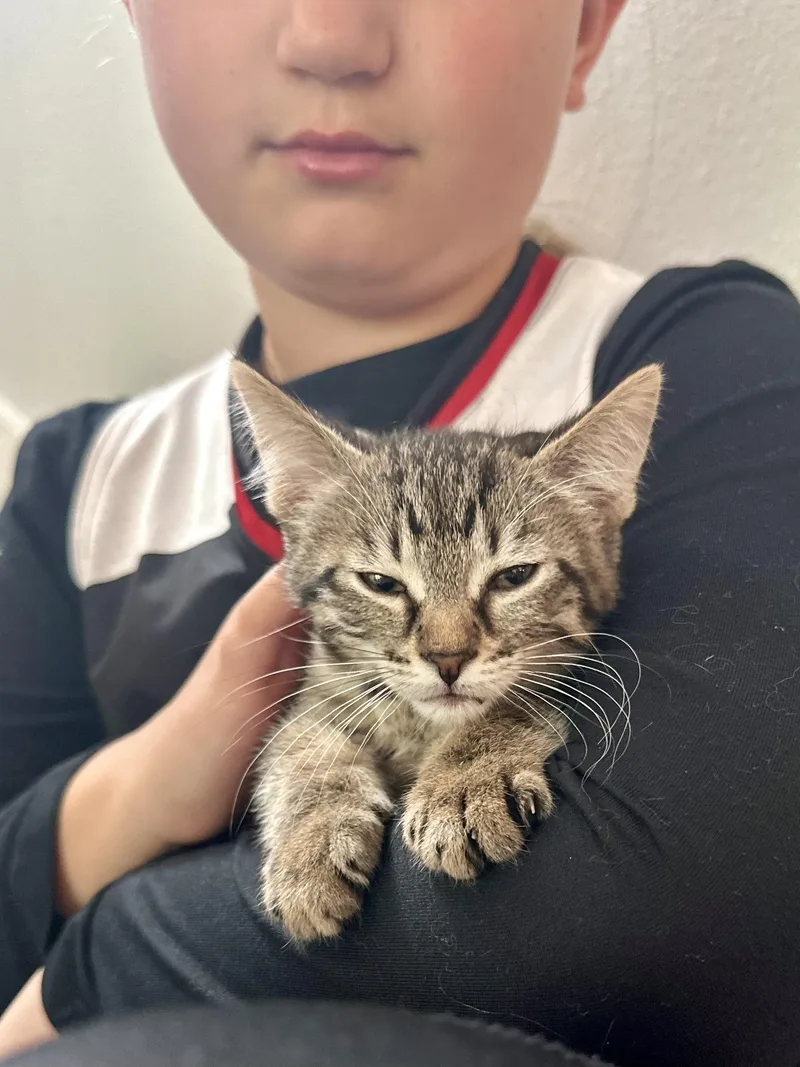 A baby medium-sized female Tabby (Brown / Chocolate) Domestic Short Hair cat named Muffin for adoption in Milwaukee, WI