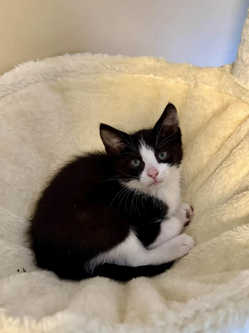 A baby medium-sized male Black & White / Tuxedo Domestic Short Hair cat named Anthony for adoption in Lewis Center, OH