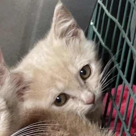 A baby small-sized female Buff / Tan / Fawn Domestic Short Hair cat named Mona for adoption in Eureka Springs, AR