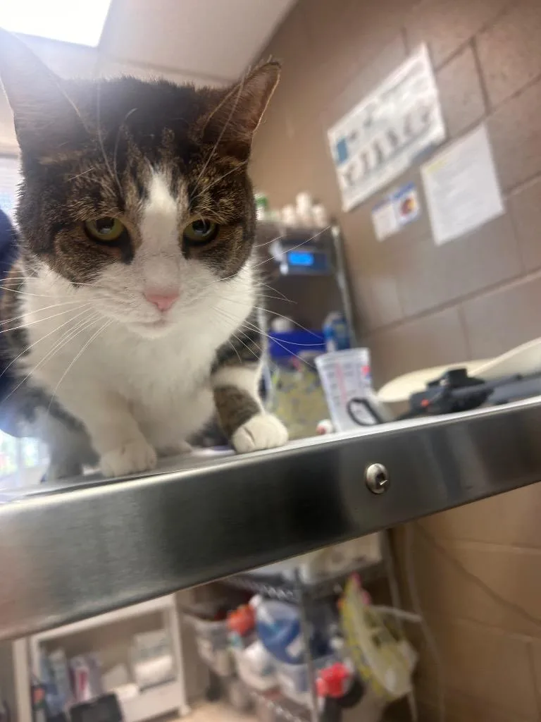 An adult medium-sized female Domestic Short Hair cat named Amarillo for adoption in New Manchester, WV