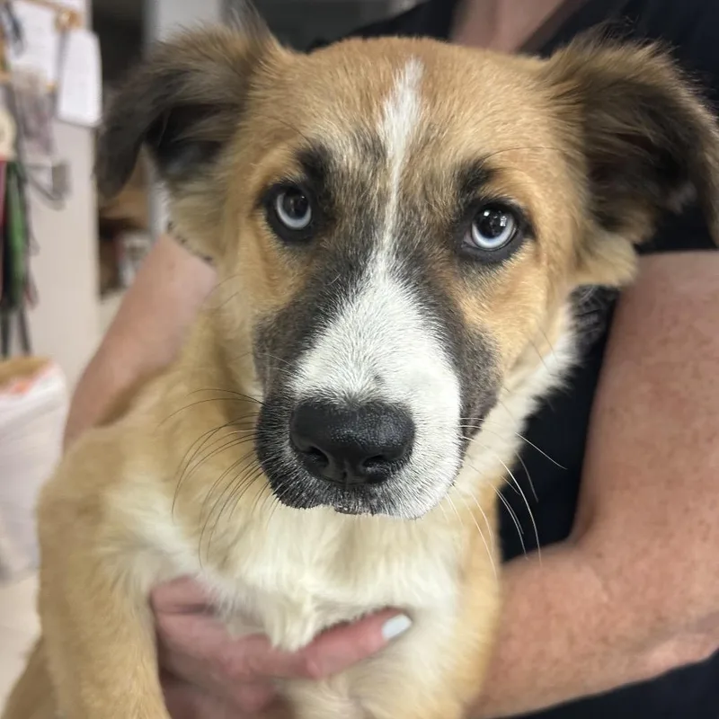 A baby small-sized female Brown / Chocolate Great Pyrenees dog named Nessie for adoption in Lufkin, TX