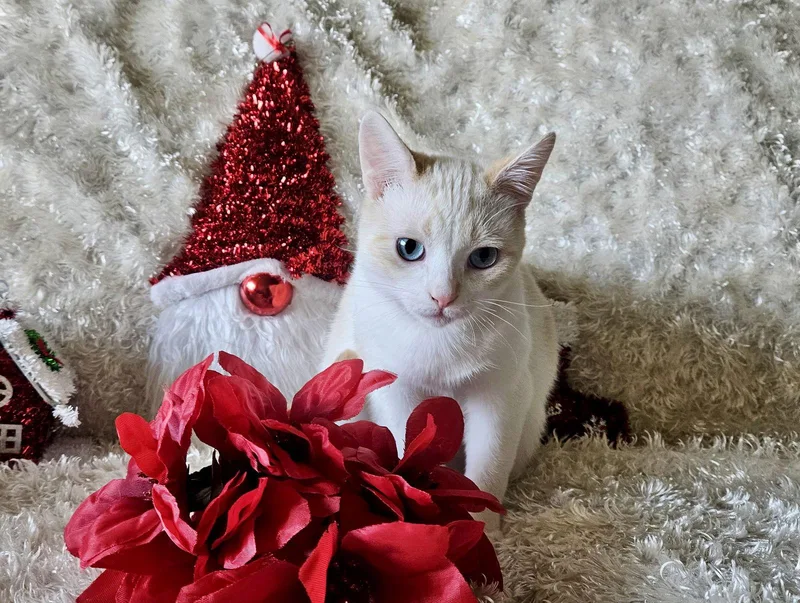 Freya  Bonded With thumbnail 3