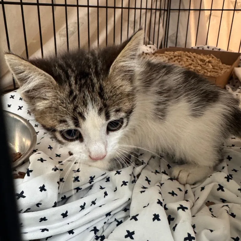 A baby small-sized male Brown / Chocolate Domestic Short Hair cat named Pomni for adoption in Lynchburg, VA