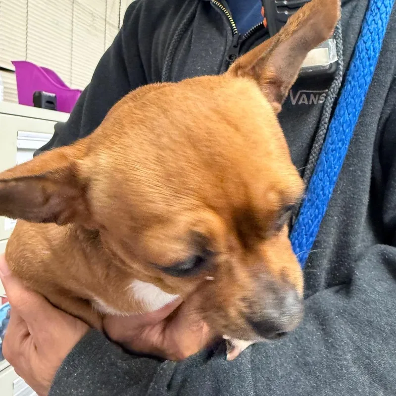 An adult small-sized female Brown / Chocolate Chihuahua dog named Choco for adoption in Philadelphia, PA