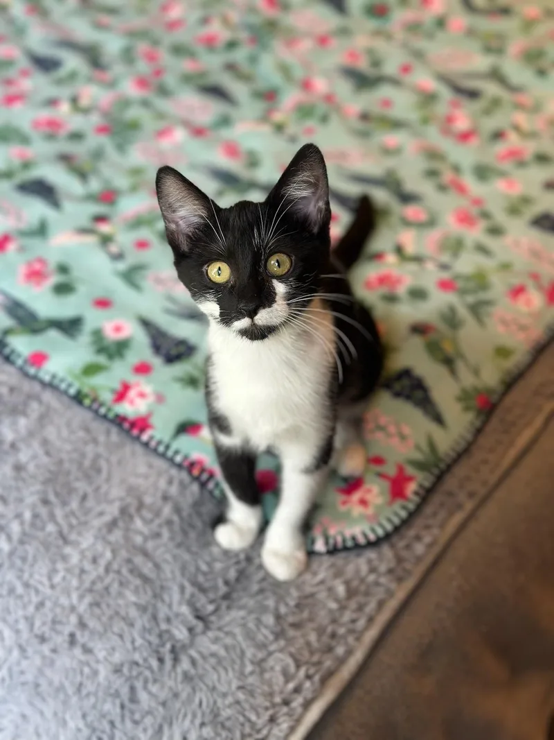 A baby medium-sized female Black & White / Tuxedo Domestic Short Hair cat named Soifon for adoption in Hartville, OH