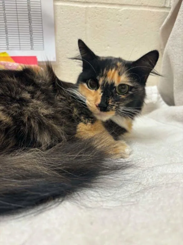 An adult small-sized female Domestic Medium Hair cat named Groovy for adoption in Santa Rosa, CA