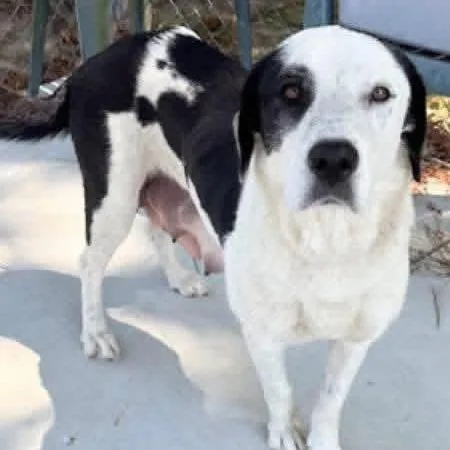 An adult medium-sized female White / Cream Mixed Breed dog named Harper for adoption in Raleigh, NC
