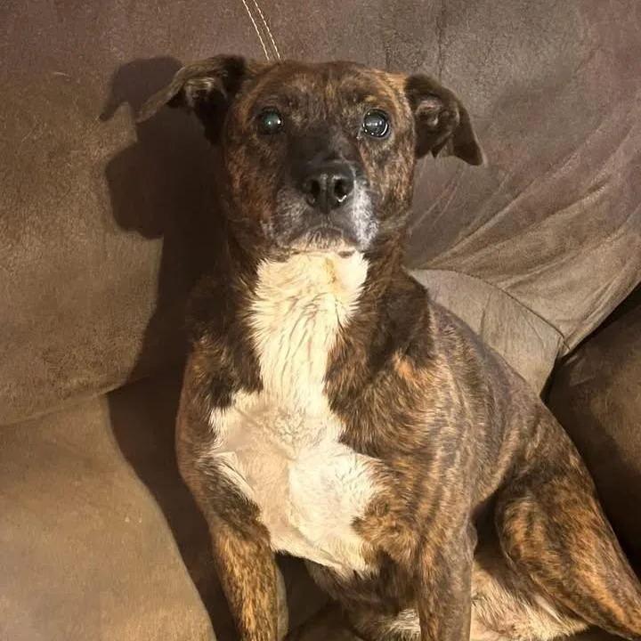 A senior medium-sized female Brindle Mixed Breed dog named Courtesy Listing  Bailey for adoption in Tuscaloosa, AL