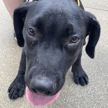 A baby small-sized male Mixed Breed dog named Ra for adoption in Cincinnati, OH