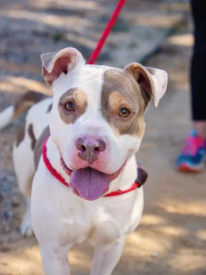 An adult medium-sized male Pit Bull Terrier dog named Petey for adoption in Atlanta, GA