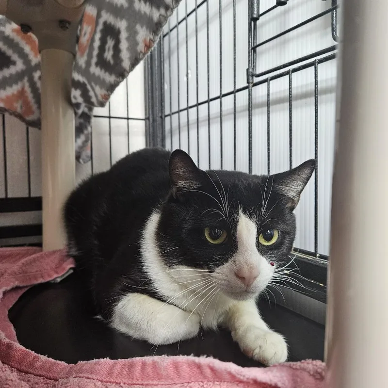 An adult medium-sized male Black Domestic Short Hair cat named Goofy for adoption in Ridgely, MD