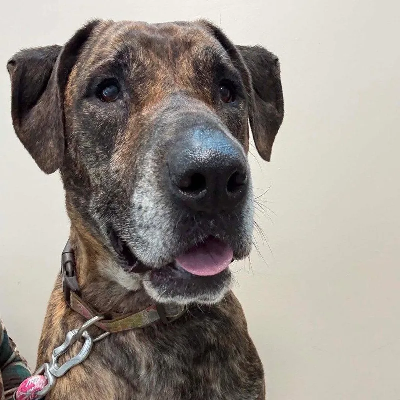 An adult medium-sized female Hound dog named Midge for adoption in Bloomfield, CT