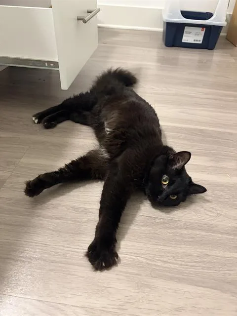 A young medium-sized female Domestic Medium Hair cat named Nightlight for adoption in Charlotte, NC