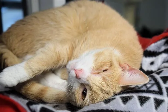 An adult small-sized female Domestic Short Hair cat named Ivy for adoption in Westminster, MD