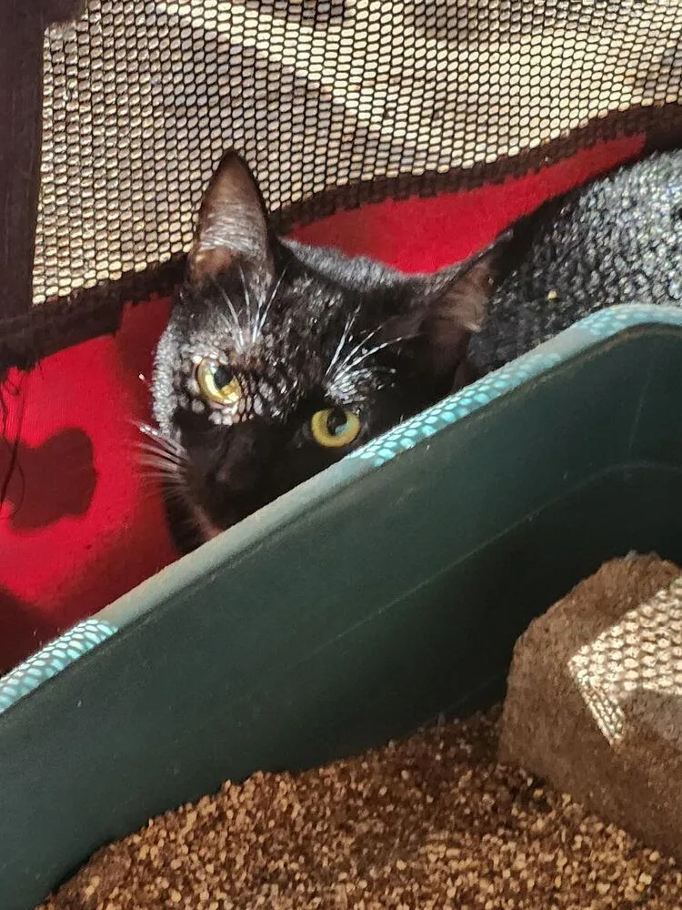 An adult large-sized female Domestic Short Hair cat named Sierra JB for adoption in Greenville, SC
