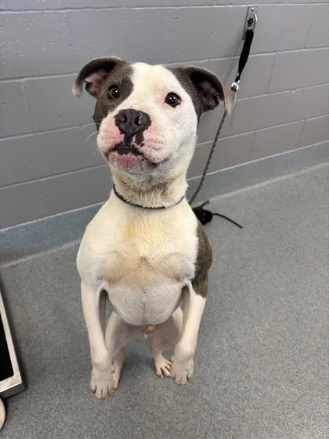An adult medium-sized male Pit Bull Terrier dog named Chance for adoption in Indianapolis, IN