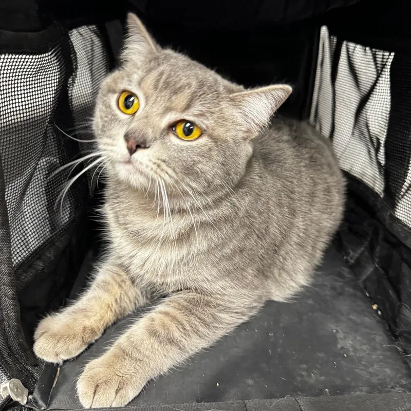 A young large-sized female Gray / Blue / Silver Domestic Short Hair cat named Haccstray for adoption in Henderson, NV
