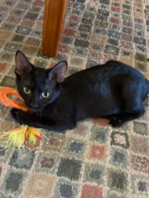 Prosperity thumbnail 3