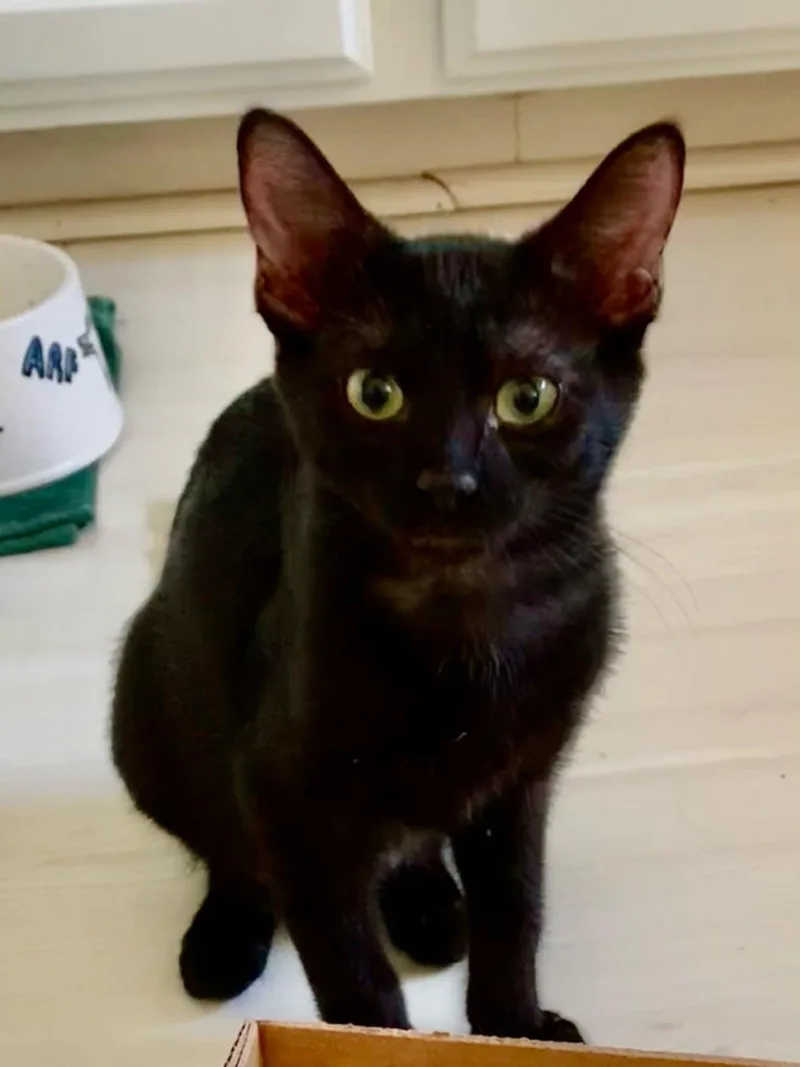 Prosperity thumbnail 4