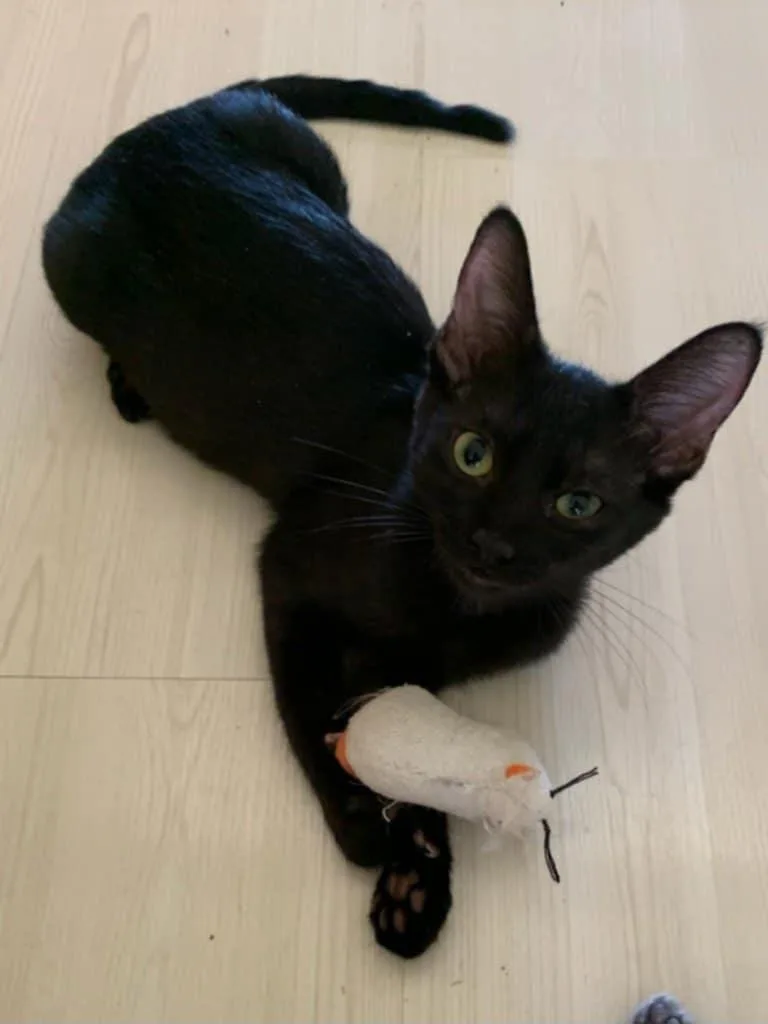 Prosperity thumbnail 5