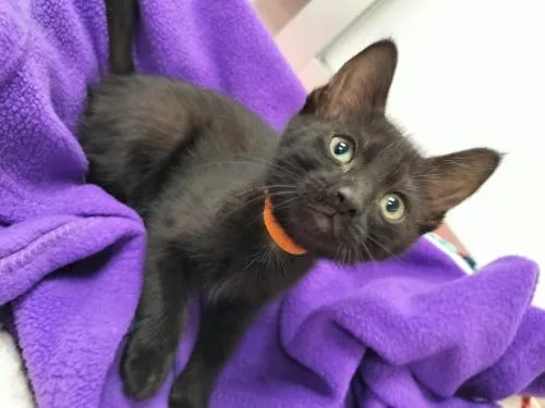 Prosperity thumbnail 6