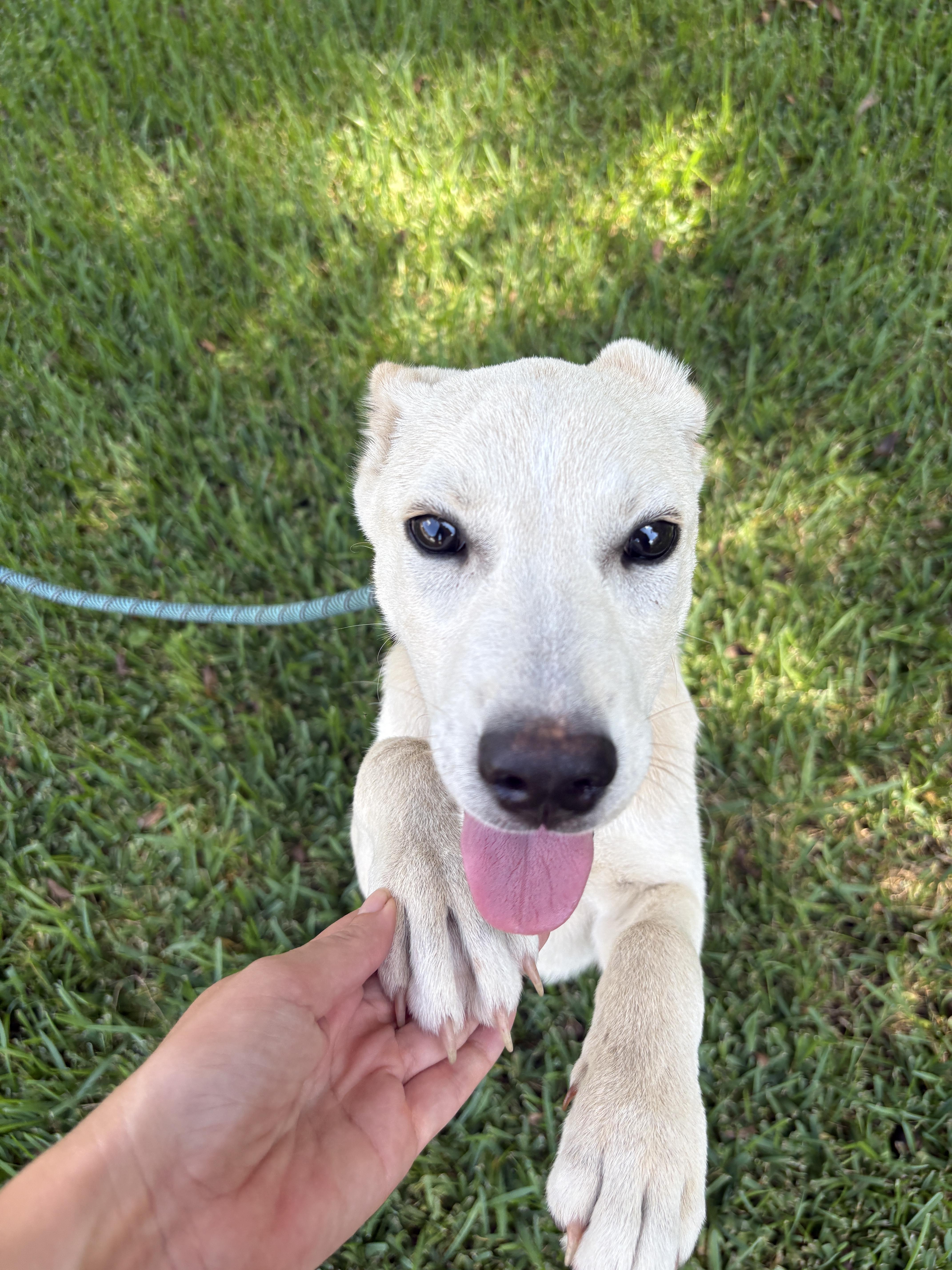 A baby medium-sized female Labrador Retriever dog named Penny for adoption in polkton, NC