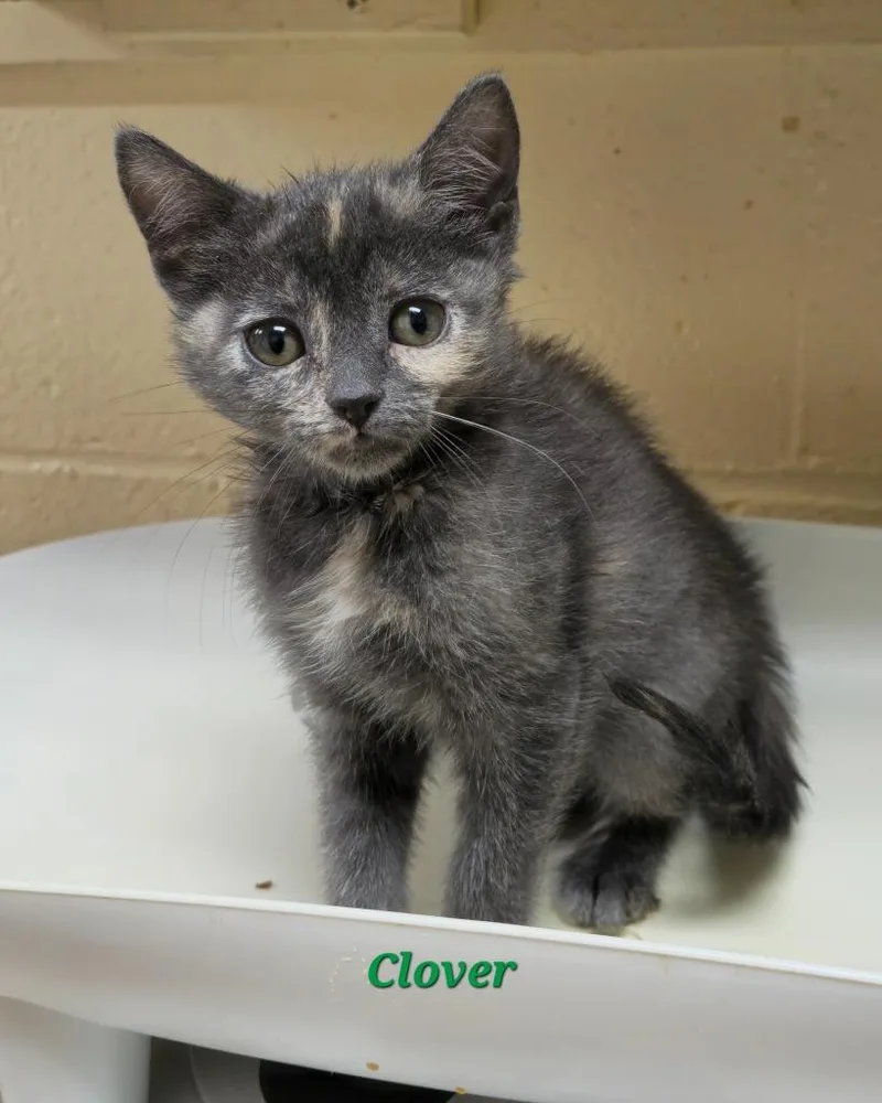 A baby medium-sized female Domestic Short Hair cat named Clover for adoption in Cedar Rapids, IA