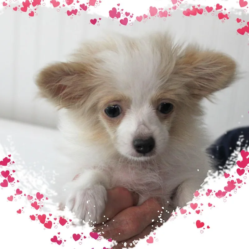 A baby small-sized female Apricot / Beige Pomsky dog named Angel for adoption in Amelia, OH