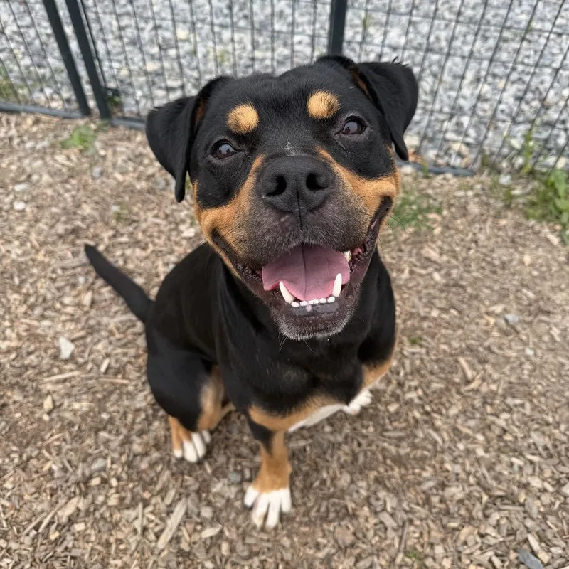 A young large-sized male Black Rottweiler dog named Oscar for adoption in Wappingers Falls, NY