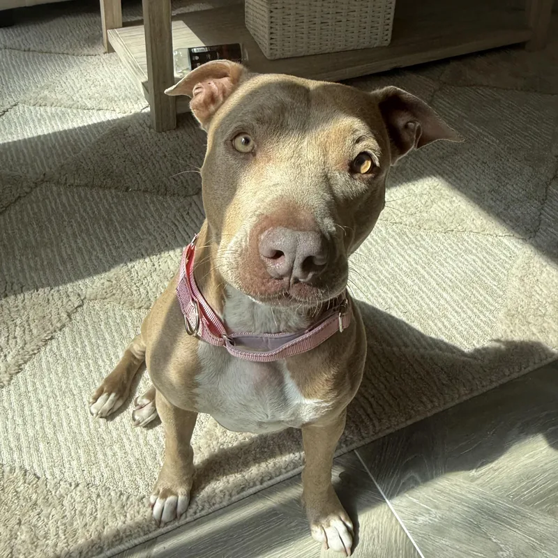 An adult medium-sized female Yellow / Tan / Blond / Fawn Pit Bull Terrier dog named Zoey for adoption in Columbia, SC