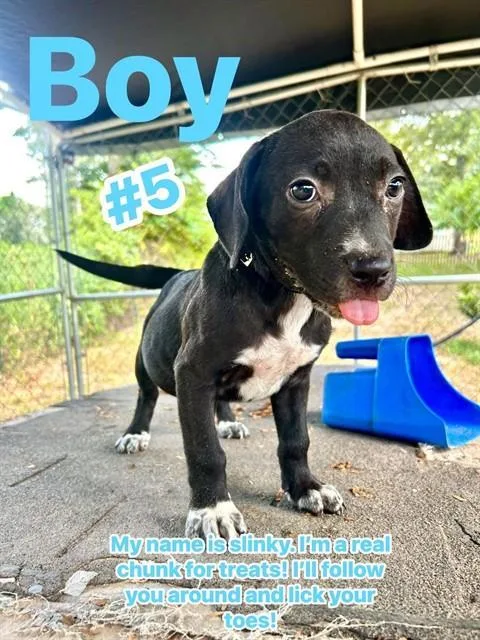 A baby small-sized male Labrador Retriever dog named Slinky for adoption in Conroe, TX