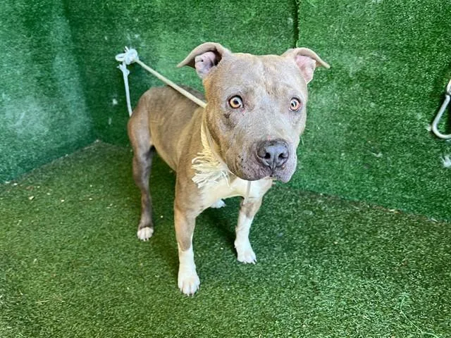 A young large-sized female Pit Bull Terrier dog named Bella for adoption in Lancaster, CA