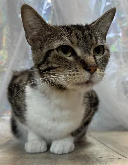 A young medium-sized female Domestic Short Hair cat named Miso for adoption in Shreveport, LA