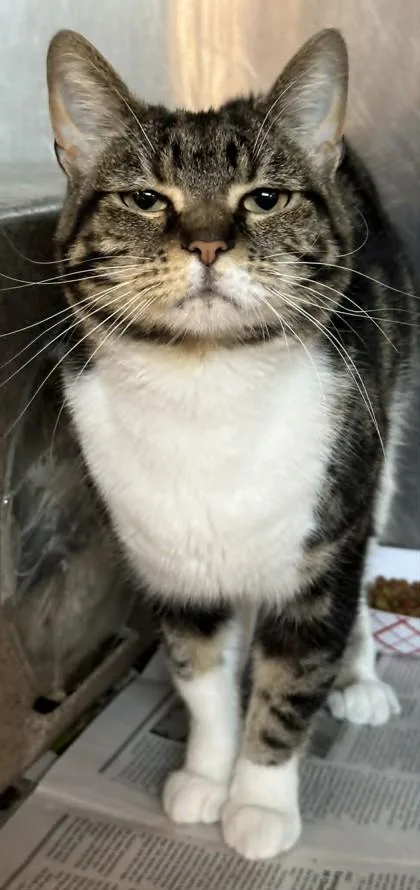 Miso thumbnail 3