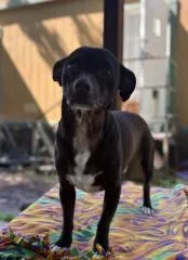 An adult small-sized male Black Terrier dog named Little Black Dog for adoption in Parlier, CA