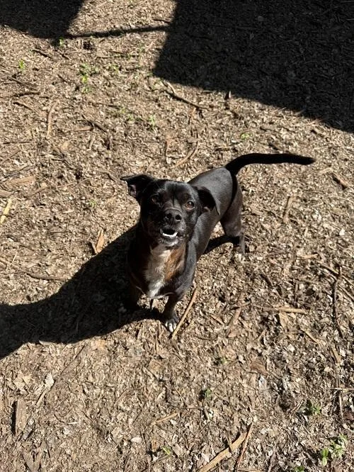 Little Black Dog thumbnail 2