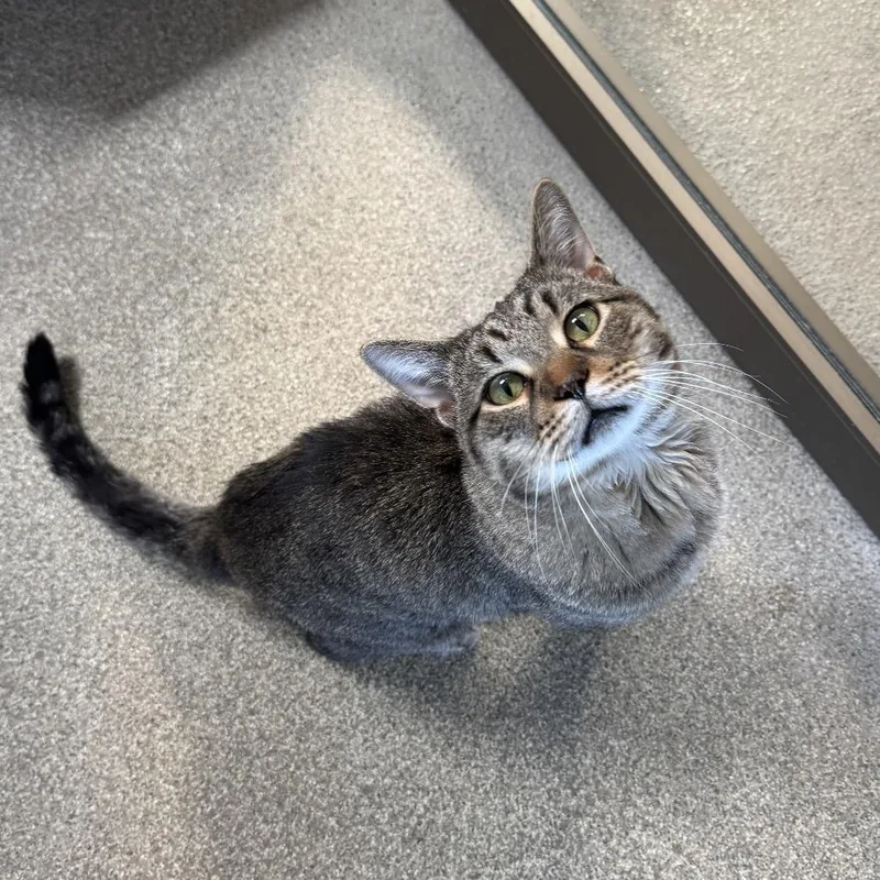 An adult large-sized male Domestic Short Hair cat named Duncan for adoption in Chicago, IL