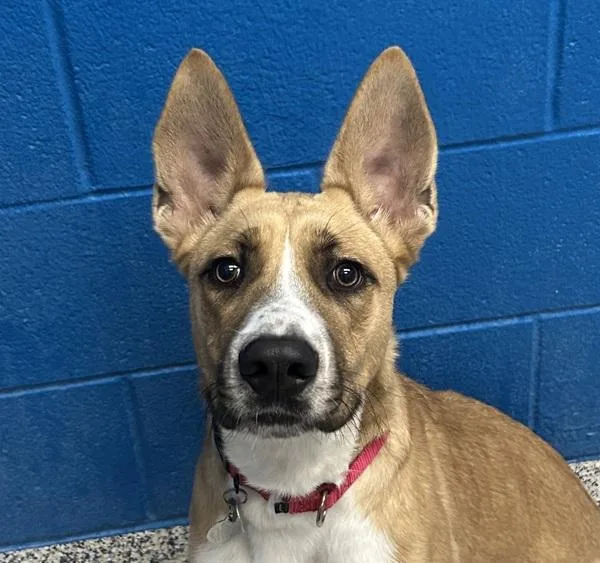 A young medium-sized male Shepherd dog named Bear for adoption in Golden, CO