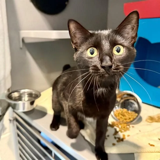 An adult medium-sized female Domestic Short Hair cat named Wednesday for adoption in Leesburg, VA