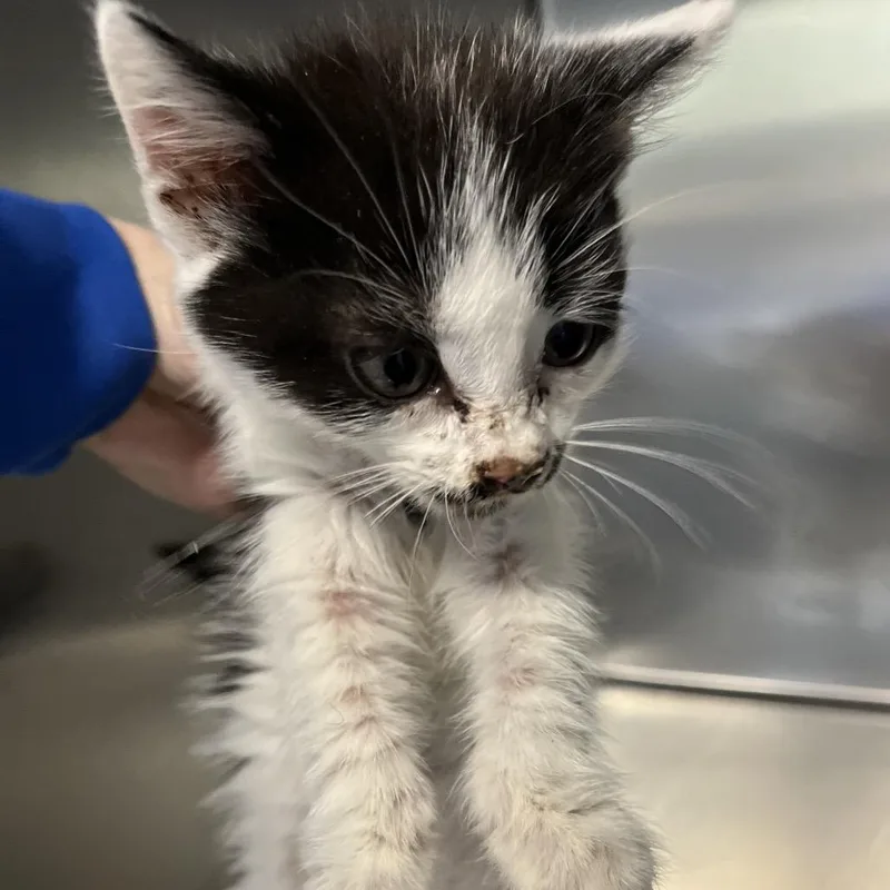 A baby small-sized female Black Domestic Short Hair cat named Cast Iron Skillet for adoption in Greensboro, NC