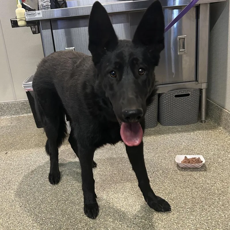 A young large-sized female Black Belgian Shepherd / Malinois dog named IVHSStray for adoption in San Gabriel, CA