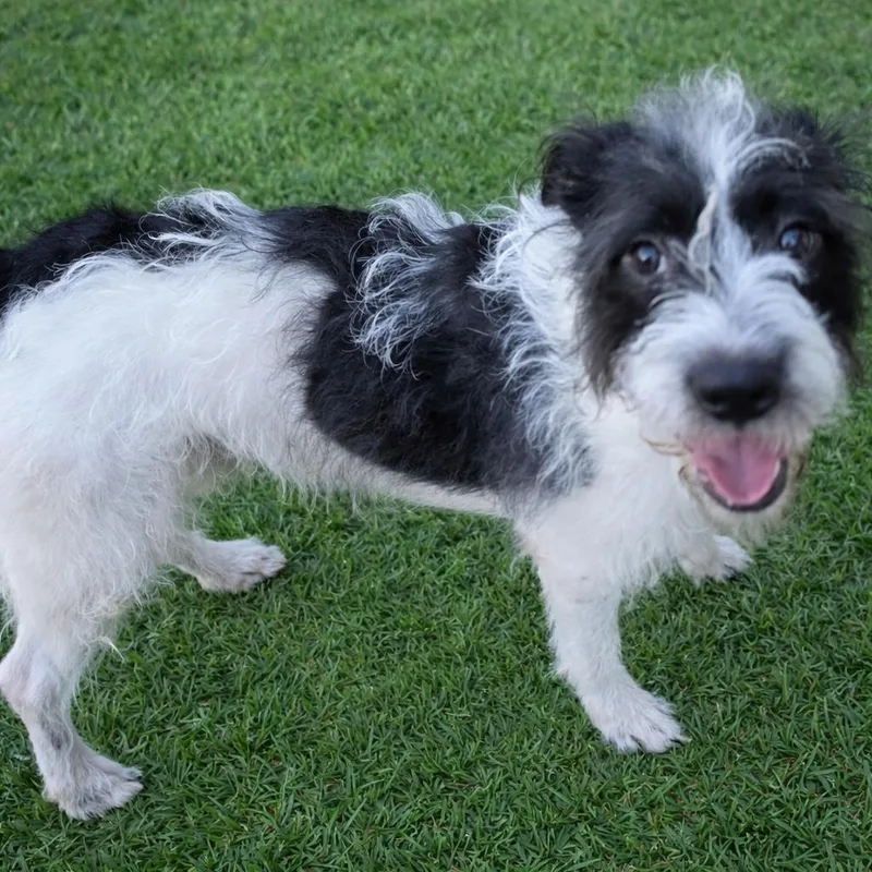 An adult medium-sized male Black Wirehaired Terrier dog named Scout for adoption in Dallas, TX