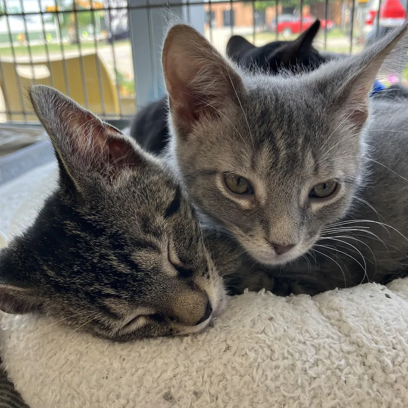 A baby medium-sized male Tabby (Brown / Chocolate) Domestic Short Hair cat named Gdawg for adoption in Parma, OH