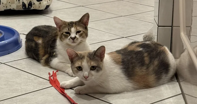 Bonnie And Chrissy