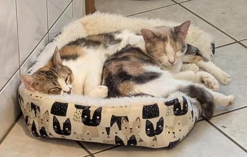 Bonnie And Chrissy thumbnail 2