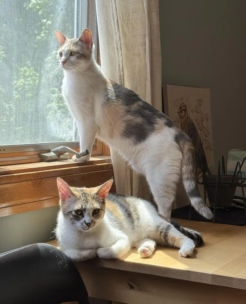 Bonnie And Chrissy thumbnail 4