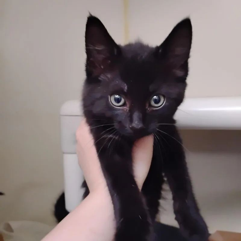 A baby small-sized male Black Domestic Short Hair cat named Luke for adoption in Newark, DE
