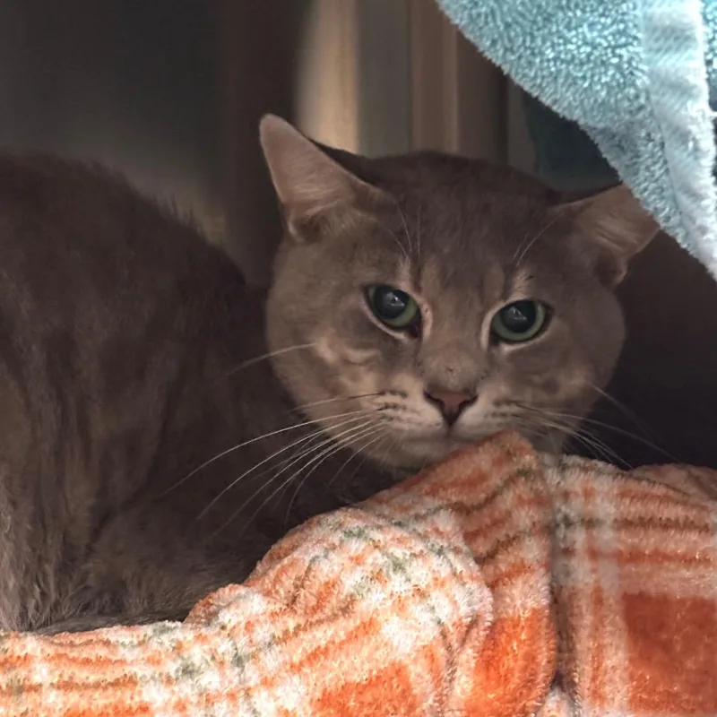A young medium-sized male Gray / Blue / Silver Domestic Short Hair cat named Hazy for adoption in Springfield, MA